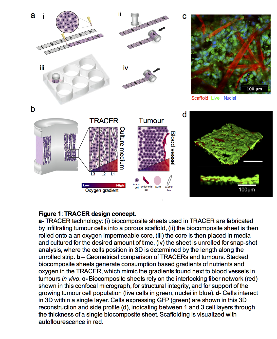 Frontiers | TRACER: A 3D Engineered Tumour For Mapping Cell Metabolism ...