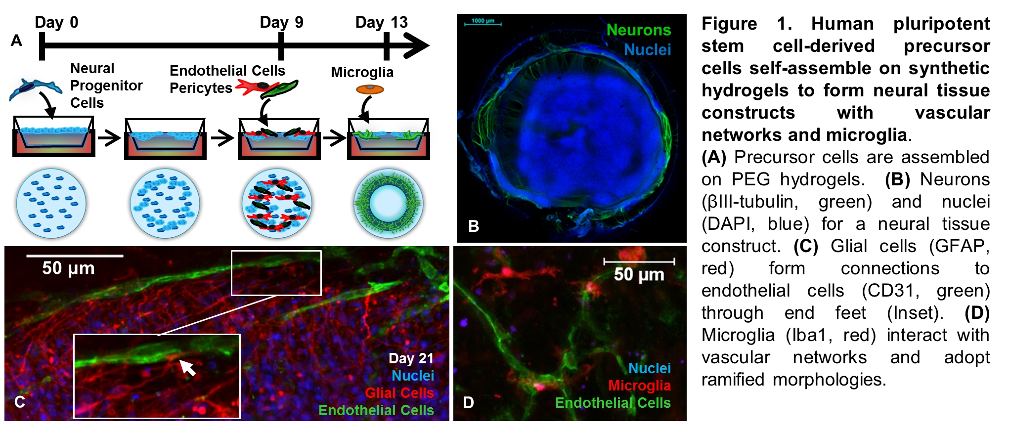 Frontiers | Human Pluripotent Stem Cell-derived Neural Tissue Models ...