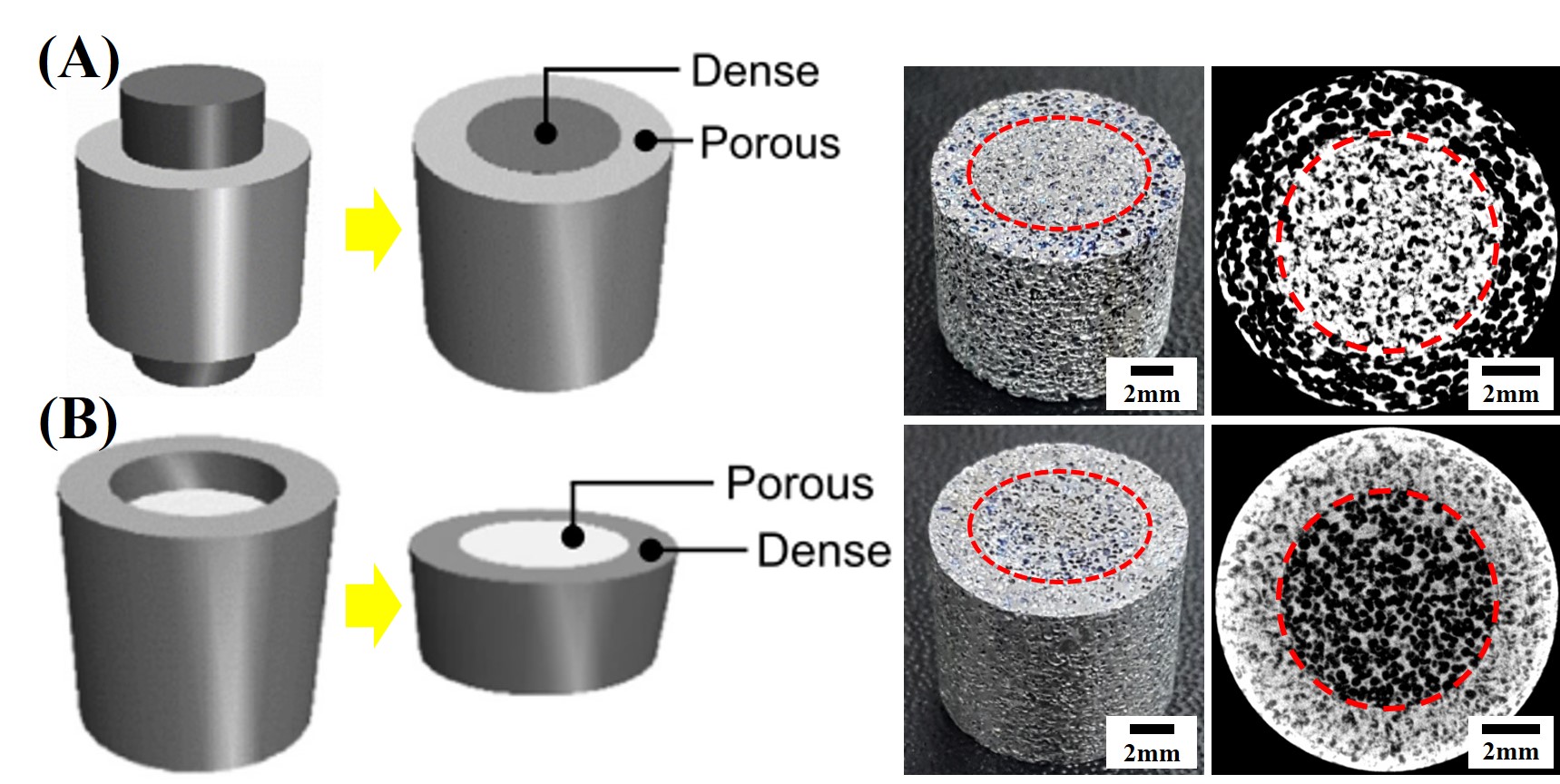 Frontiers | Ti-based Functionally Graded Porous Structure For Dual Drug ...