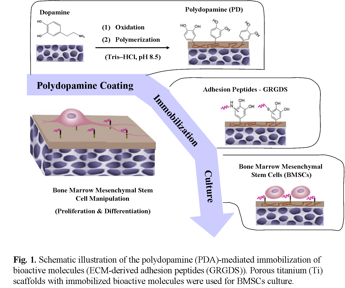 porous protein scaffold bioengneineering