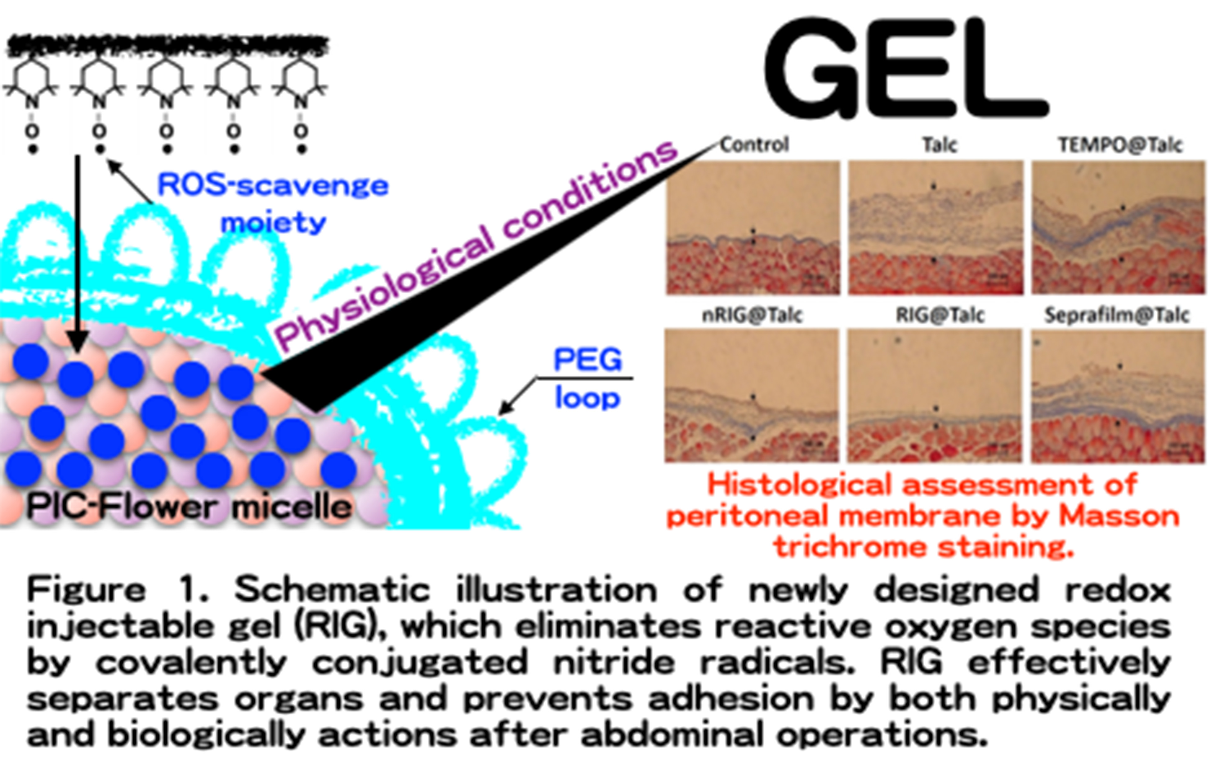 Frontiers Redox Injectable Gel For Anti Adhesion Agent